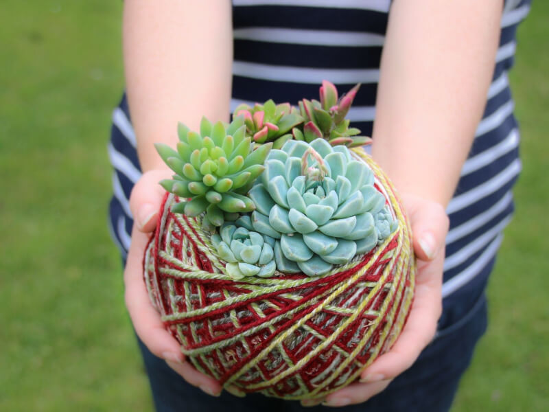 Kokedama classes Canberra