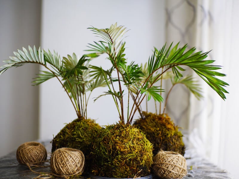 Kokedama Classes - Melbourne