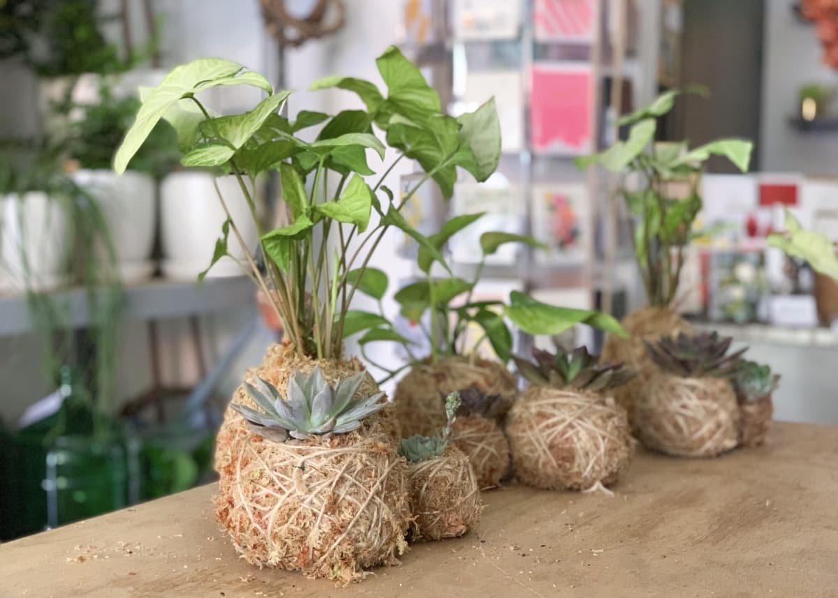 Kokedama live classes online