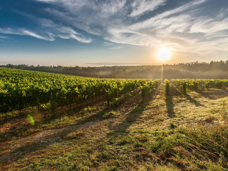 Vineyards