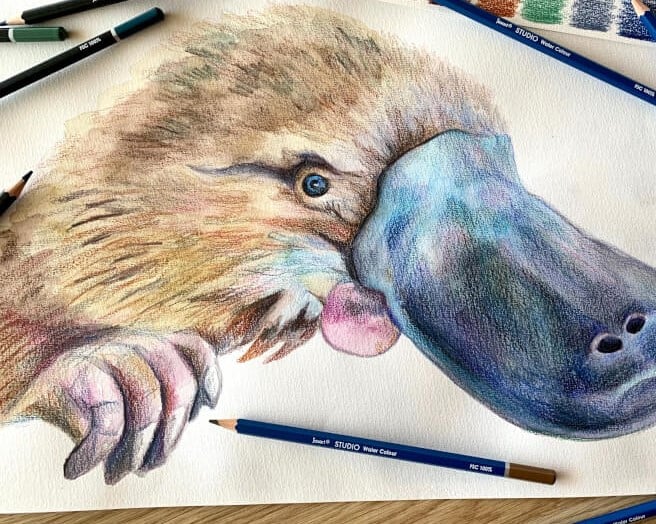 Platypus artwork coloured in with watercolour pencils