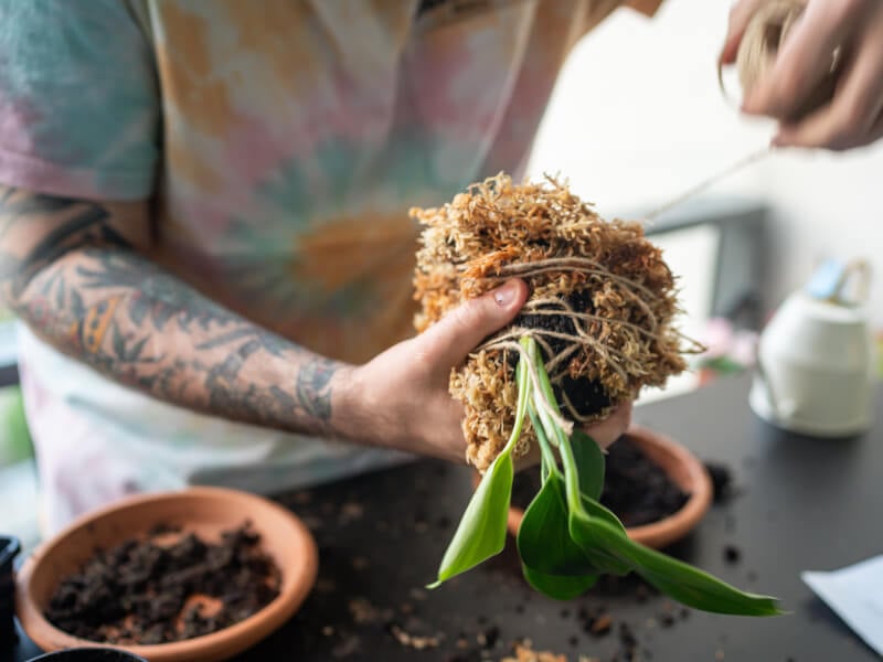 Two arms in the middle of making a kokedama