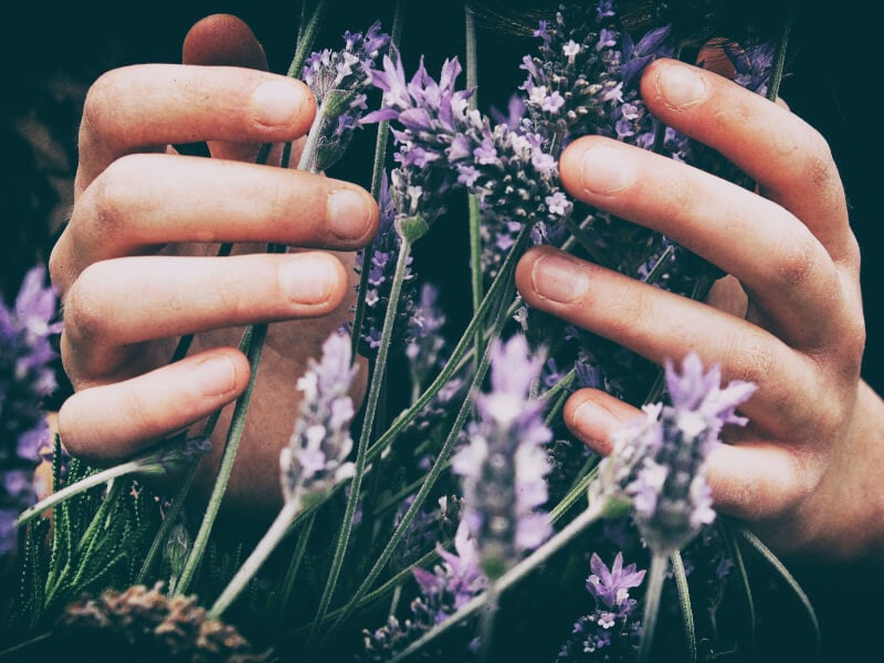 Lavender plant