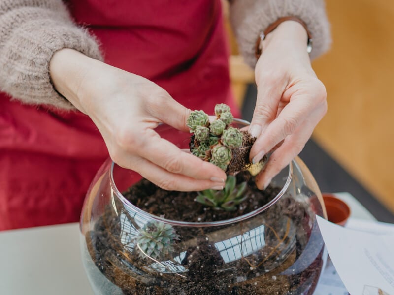 Woman holding a succulent